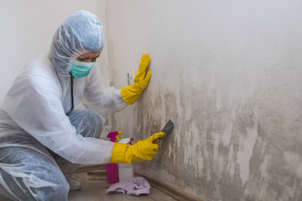 Best Asbestos and Lead Testing During Mold Inspection  in Orange Beach, AL